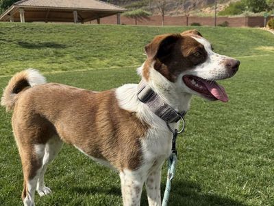 3 year old female border collie Australian Shepard