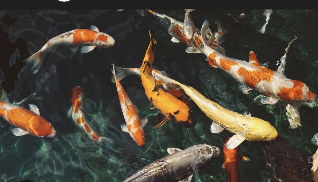 Koi Fish
