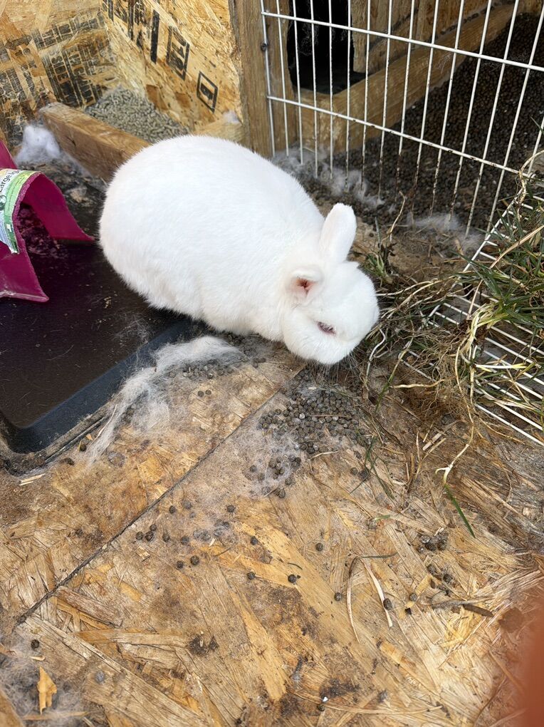 Male Holland Lop Bunny