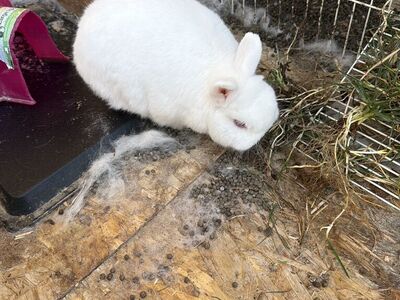 Male Holland Lop Bunny