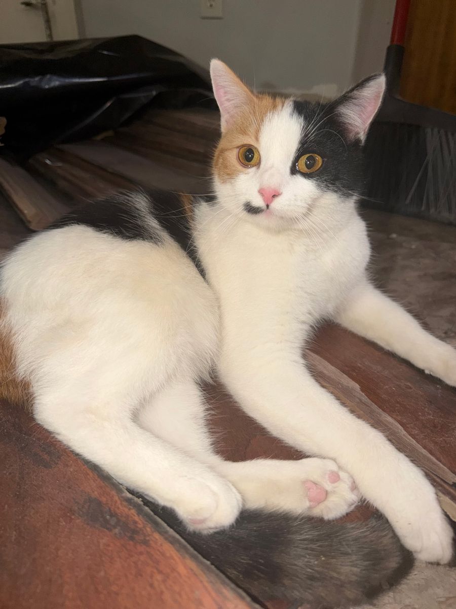 Sale Pending* Domestic Shorthair Calico Kitten - Playful & Friendly Companion
