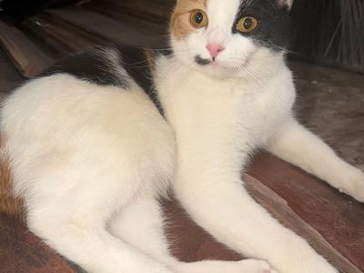 Sale Pending* Domestic Shorthair Calico Kitten - Playful & Friendly Companion