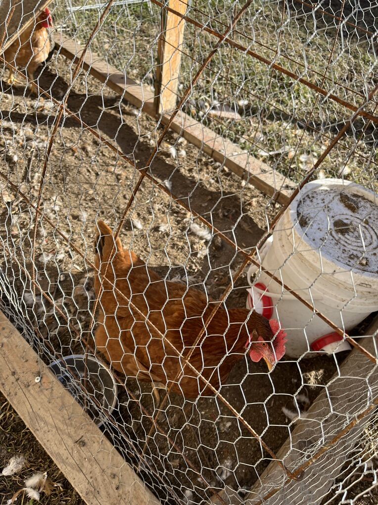 3 laying Chickens and Coop