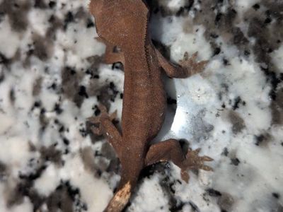 baby Crested gecko