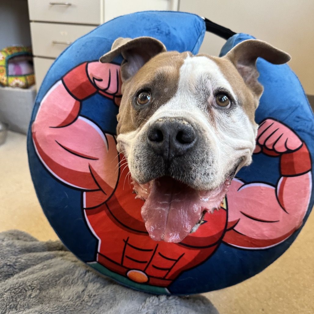 Hello my name is Rocky