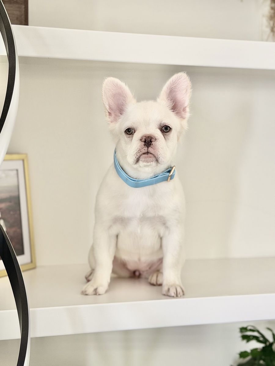 AKC Fluffy French Bulldog Female Platinum