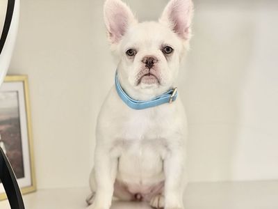 AKC Fluffy French Bulldog Female Platinum