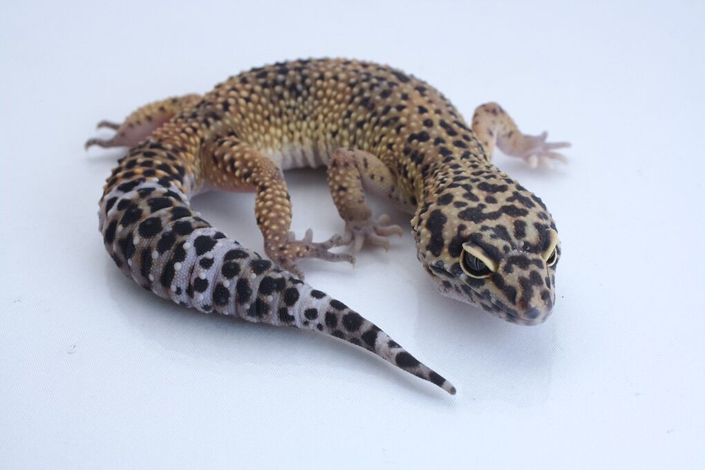Adult Leopard Gecko