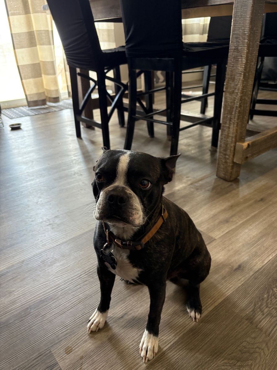 Stud Only - CKC Boston Terrier