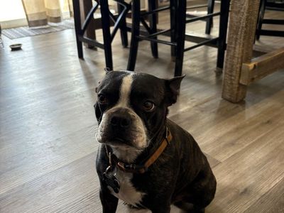 Stud Only - CKC Boston Terrier