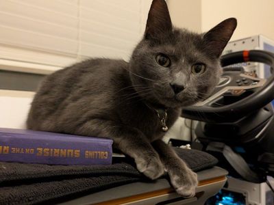 Two kitties to good home