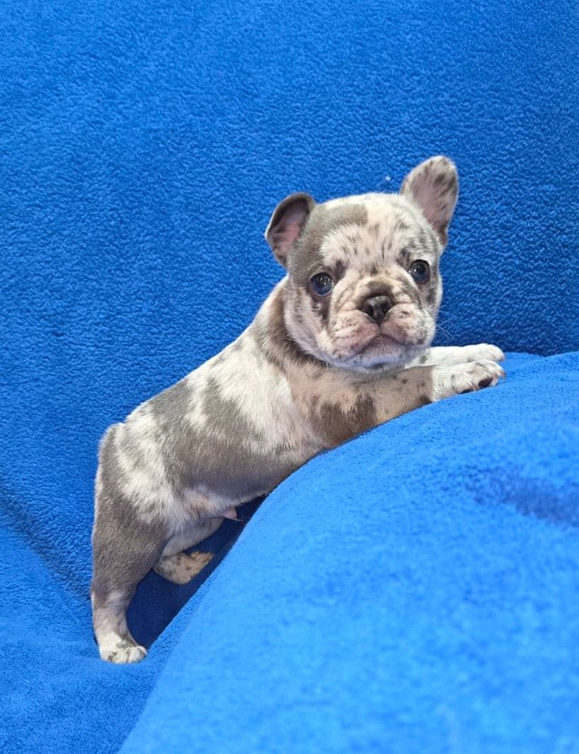 BLUE-EYED, BLUE-MERLE FRENCH BULLDOG PUPPY AKC