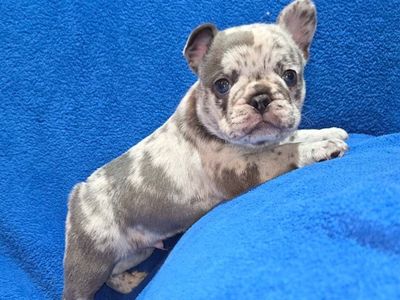 BLUE-EYED, BLUE-MERLE FRENCH BULLDOG PUPPY AKC