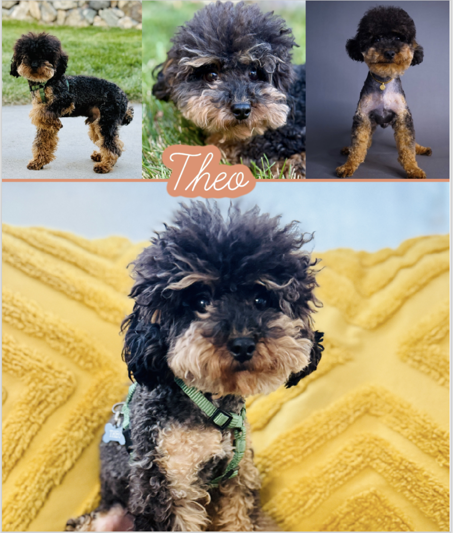 Theo- Teacup Black and Red Teacup Toy Poodle Stud