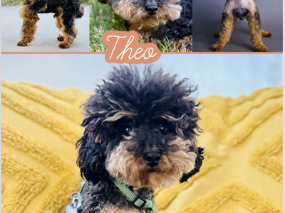 Theo- Teacup Black and Red Teacup Toy Poodle Stud