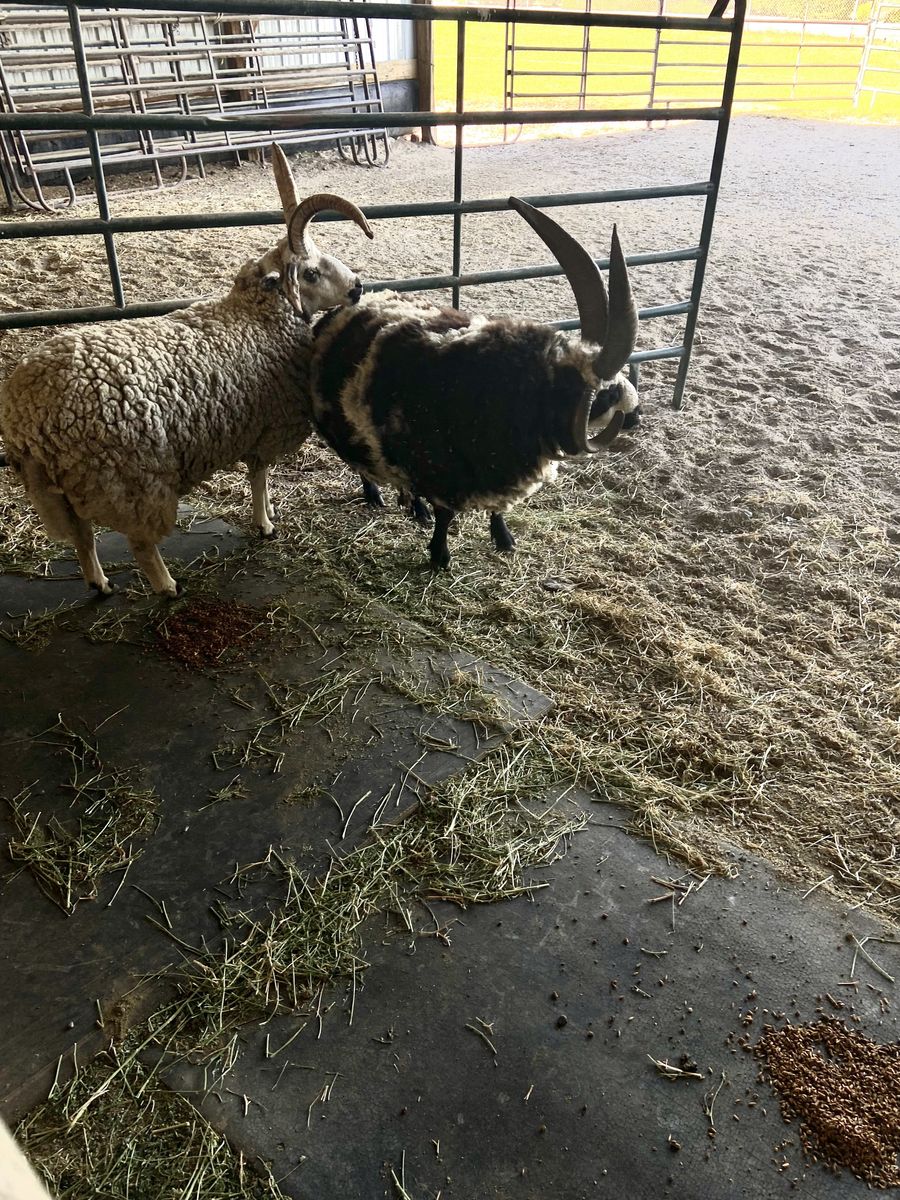 Jacob Fourhorn Sheep- 2 Rams