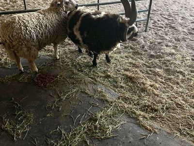 Jacob Fourhorn Sheep- 2 Rams