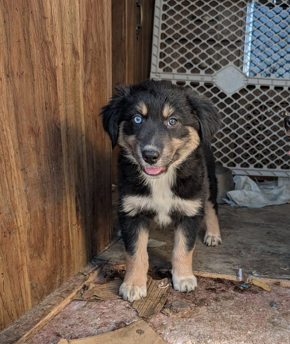 ASCA Purebred Australian Shepherd / Border Collie Puppies