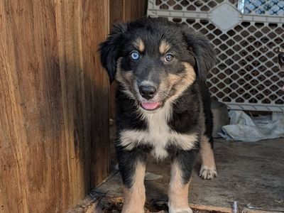 ASCA Purebred Australian Shepherd / Border Collie Puppies