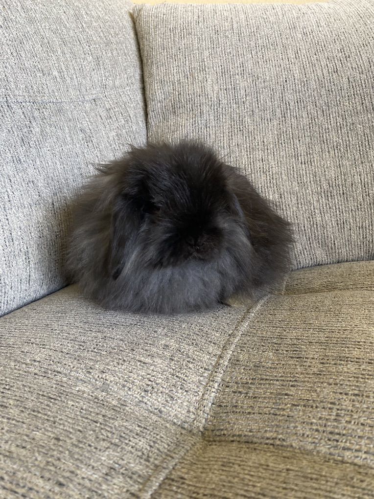 Adorable Fuzzy Holland Lop Buck