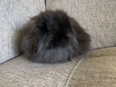 Adorable Fuzzy Holland Lop Buck