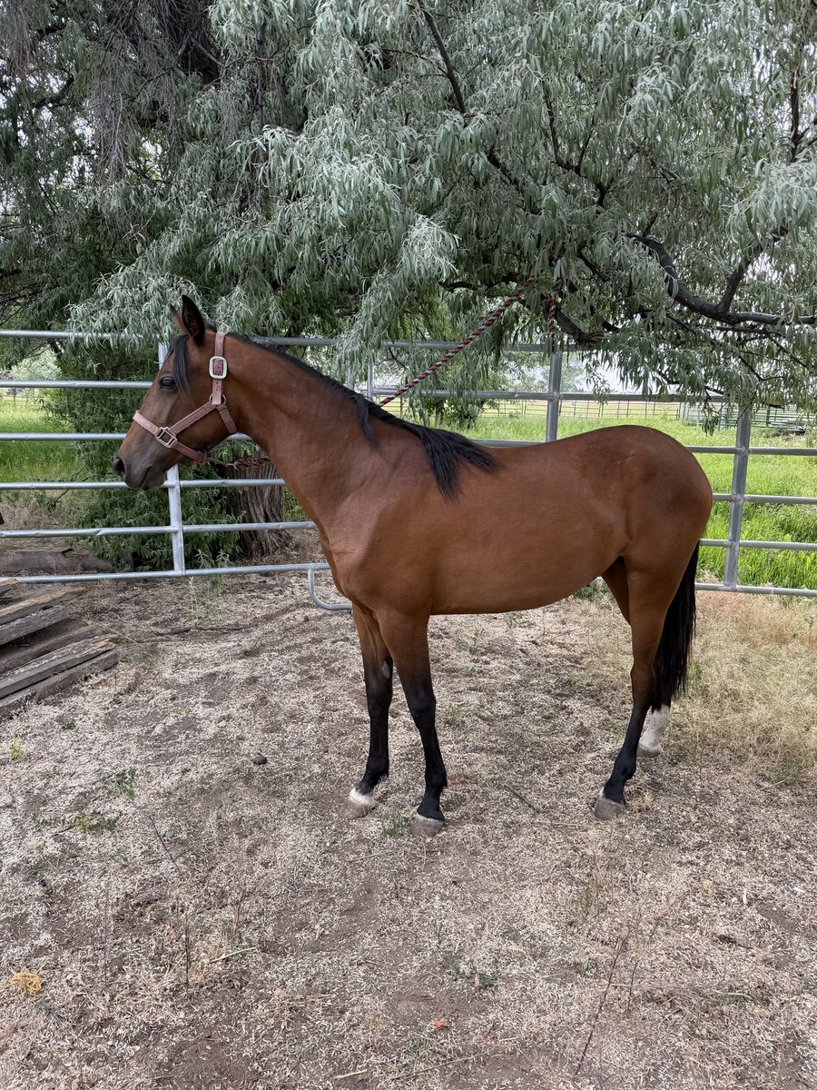 Missouri Foxtrotter, filly