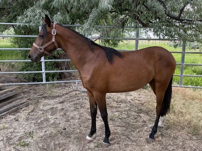 Missouri Foxtrotter, filly