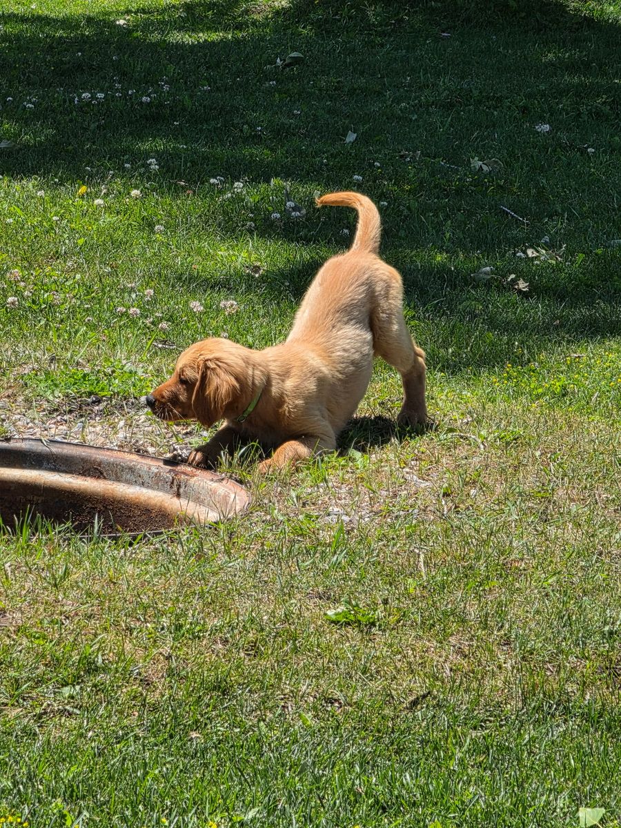 1 boy and 1 girl left! AKC Golden Retriever Puppies - Ready for Their Forever Homes!
