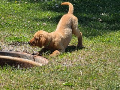 1 boy and 1 girl left! AKC Golden Retriever Puppies - Ready for Their Forever Homes!