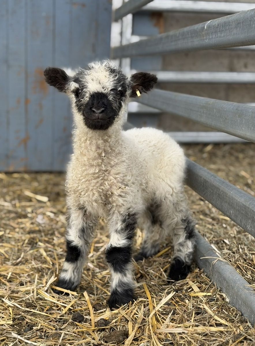 F1 50% Valaisblacknose Bottle Baby Wethers