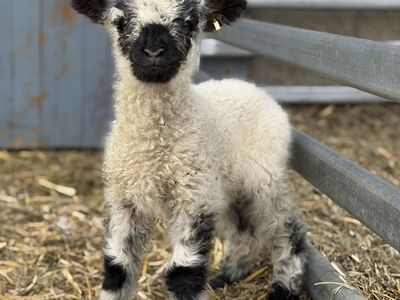 F1 50% Valaisblacknose Bottle Baby Wethers