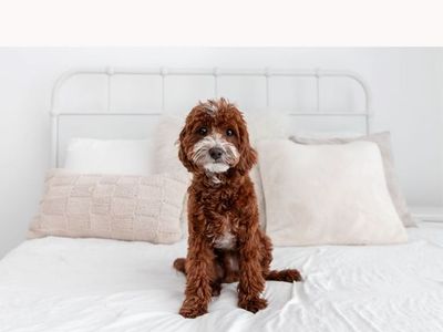 Perfect size micro mini Goldendoodle stud NO PARTIS