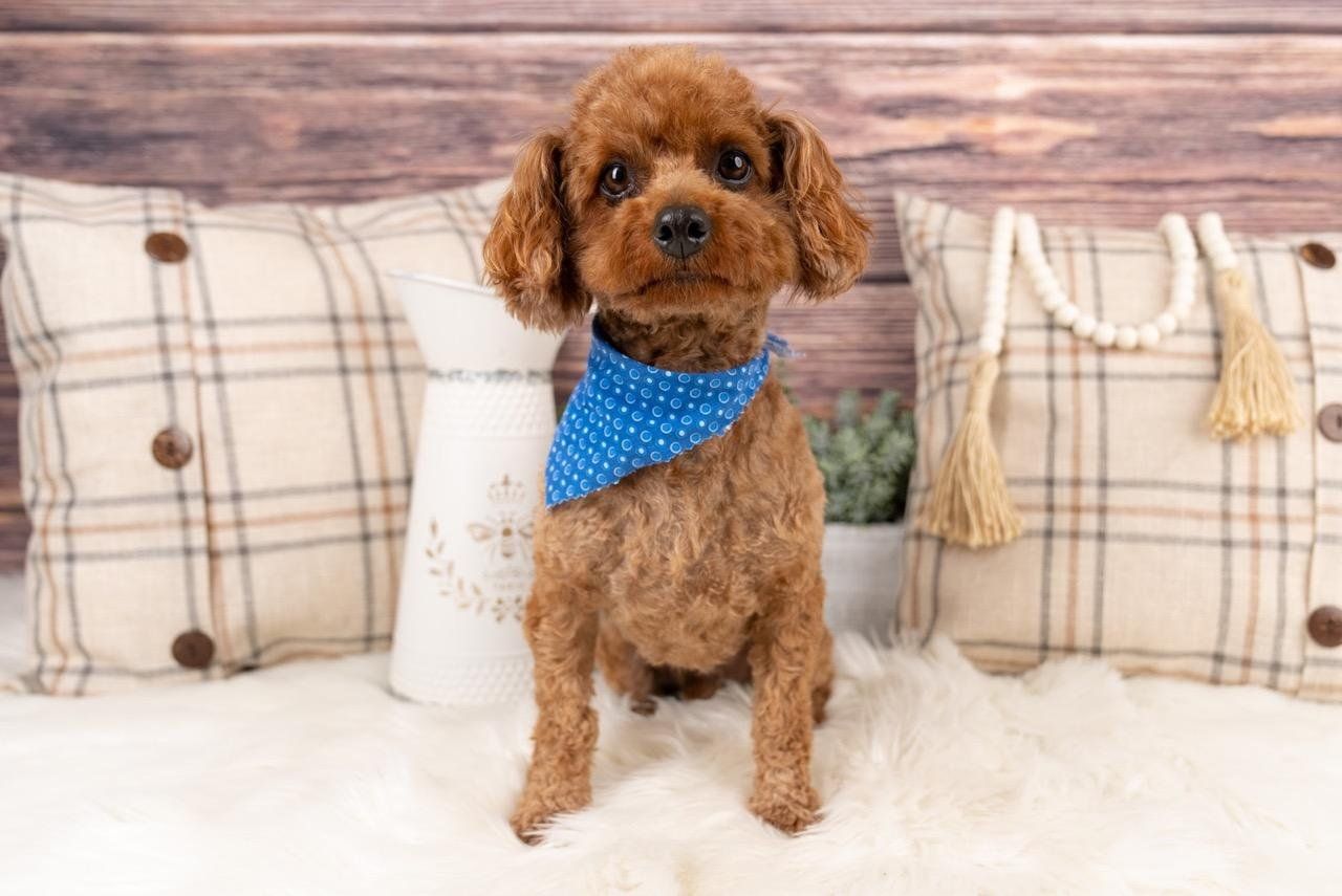 AKC Toy poodle Stud, Embark tested, Intense Red
