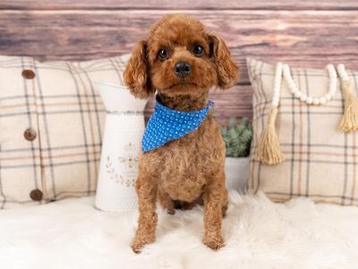 AKC Toy poodle Stud, Embark tested, Intense Red