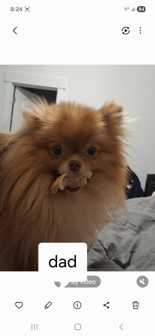 STUD AKC-Champion Lines Teacup Size Pomeranian purebreed