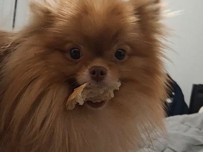 STUD AKC-Champion Lines Teacup Size Pomeranian purebreed