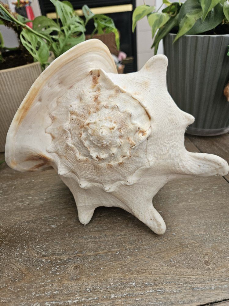 Main image 4