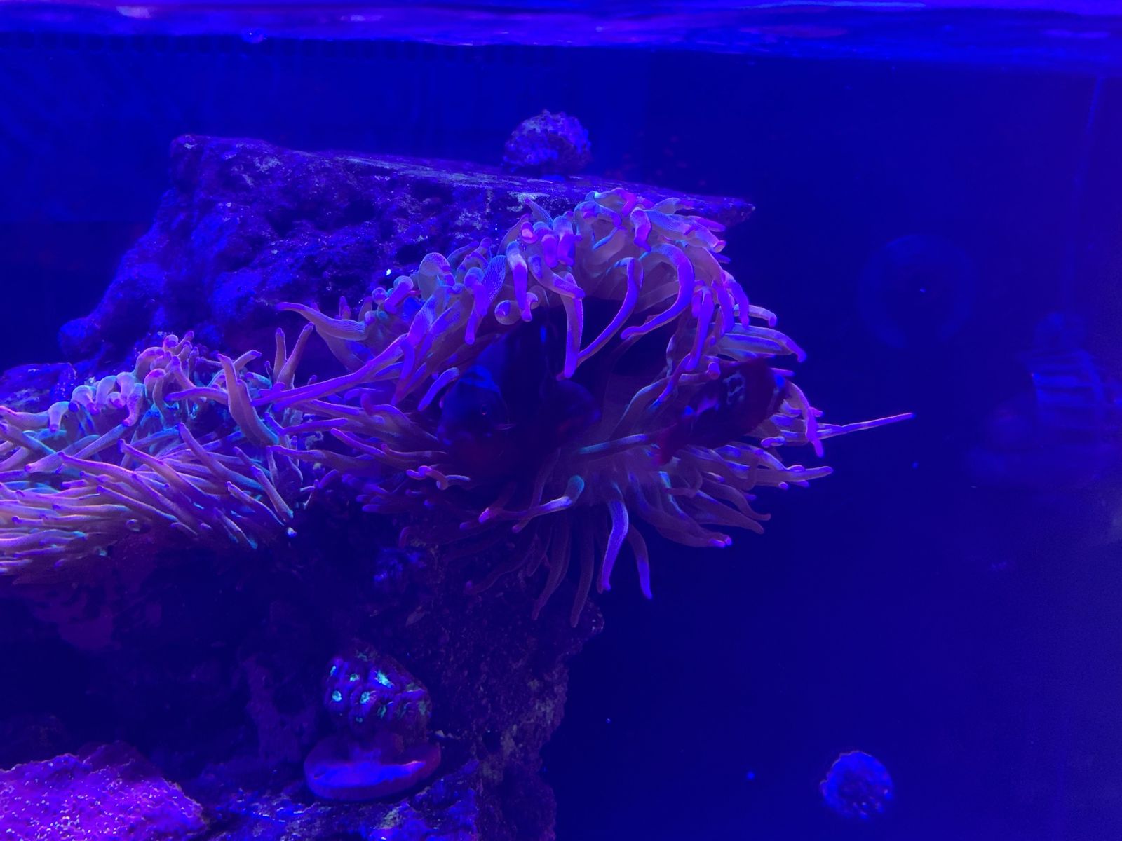 Red Sea Max G2 55 Gallon Reef Aquarium - Complete System for Saltwater Enthusiasts