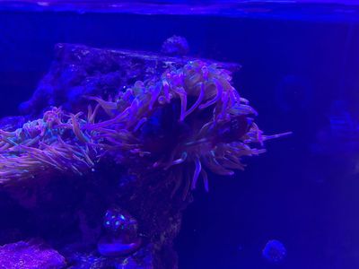 Red Sea Max G2 55 Gallon Reef Aquarium - Complete System for Saltwater Enthusiasts