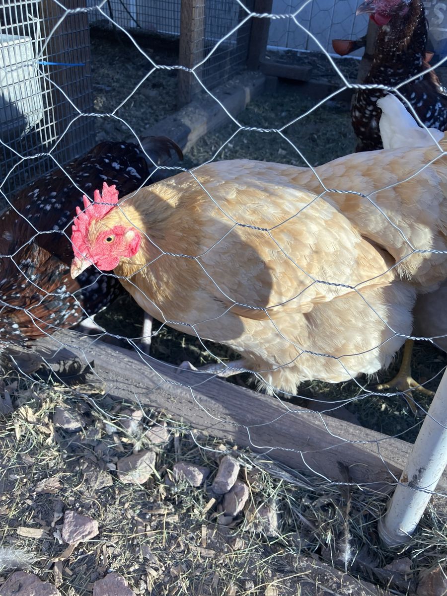 4 Orpington egg layers 