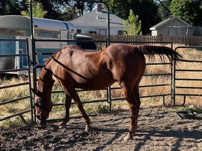 AQHA registered gelding 21 years old
