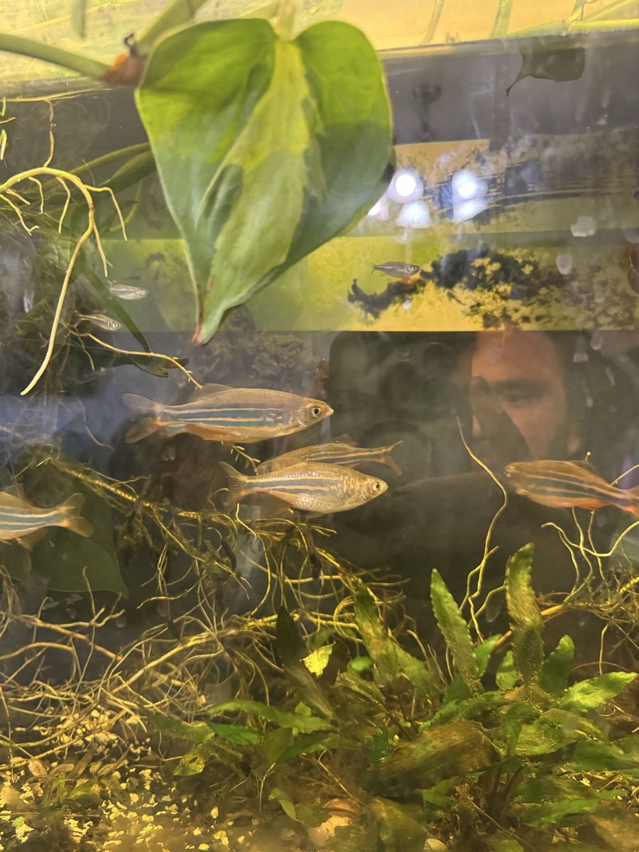 Adult And Fry Giant Danio