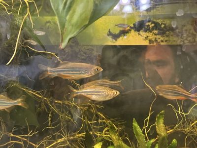 Adult And Fry Giant Danio