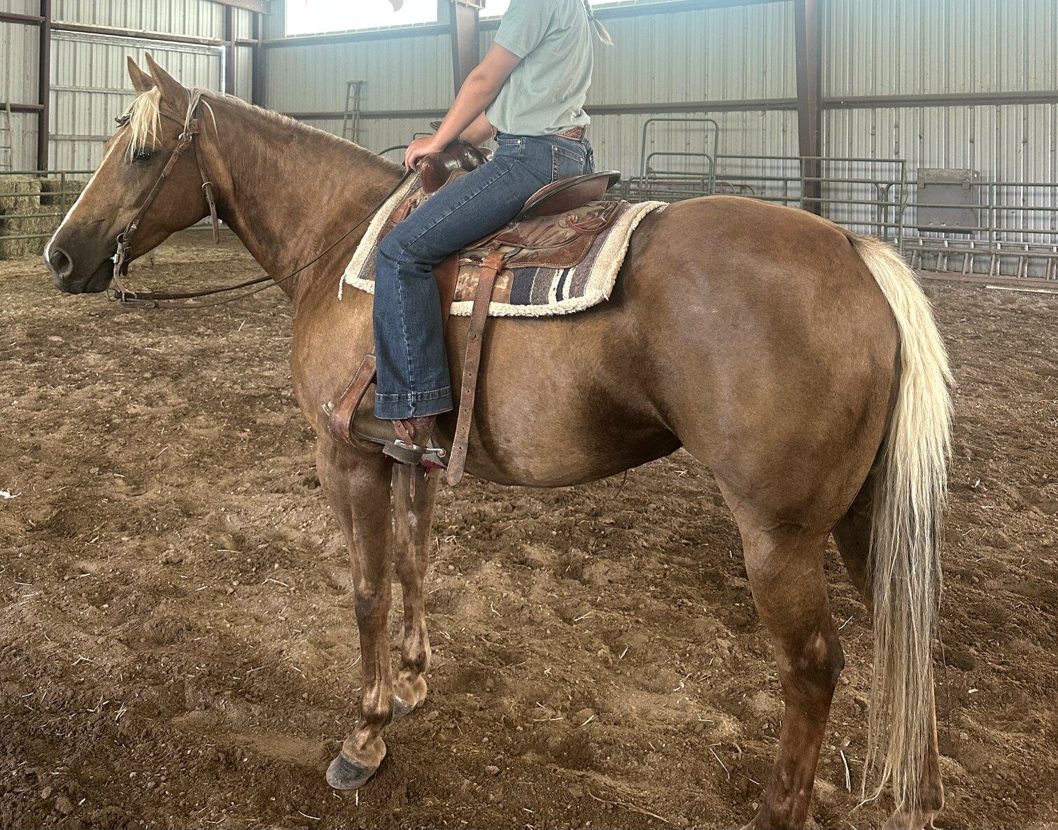 AQHA Chocolate Palomino Mare