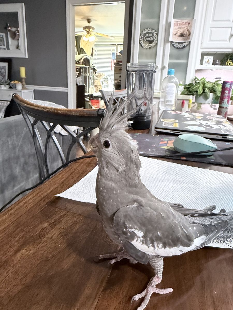 Cute Cockatiel Bird - Gray & White Pet Bird with Crest