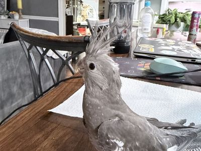 Cute Cockatiel Bird - Gray & White Pet Bird with Crest