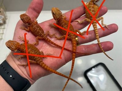 Bearded dragon babies!!