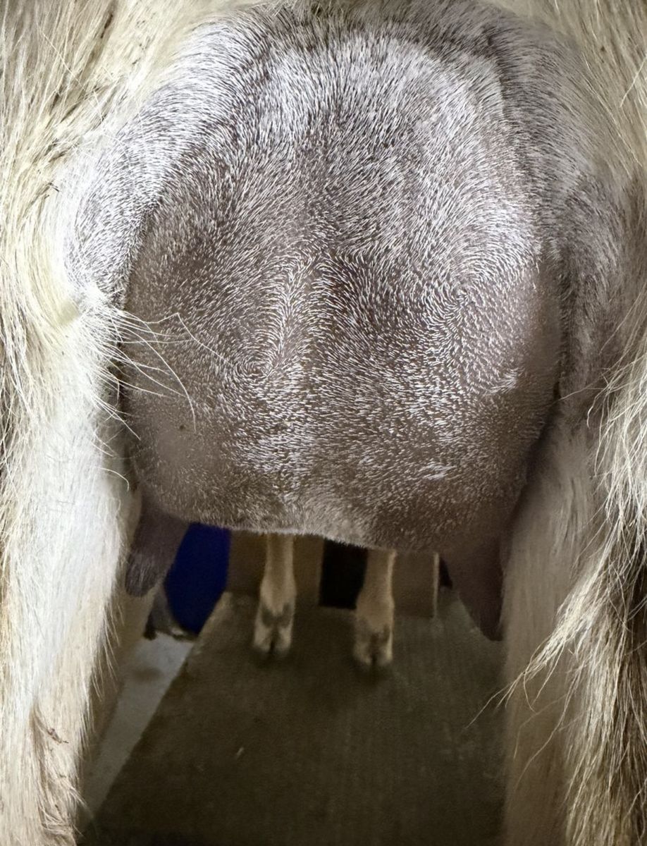 Adga Registred Yearling Milking Lamancha