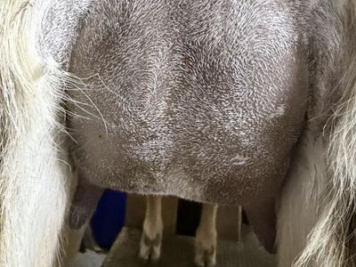 Adga Registred Yearling Milking Lamancha