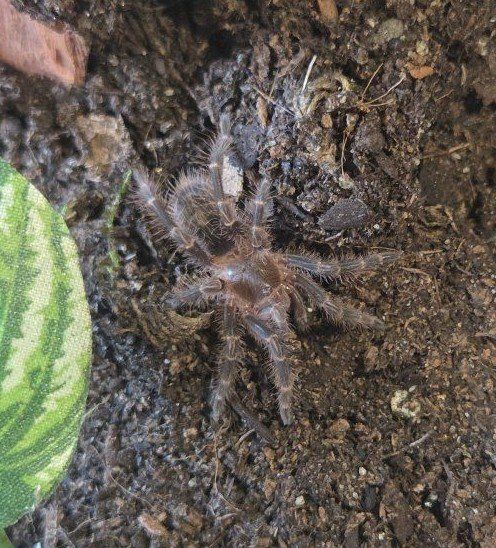 Tarantulas and enclosures